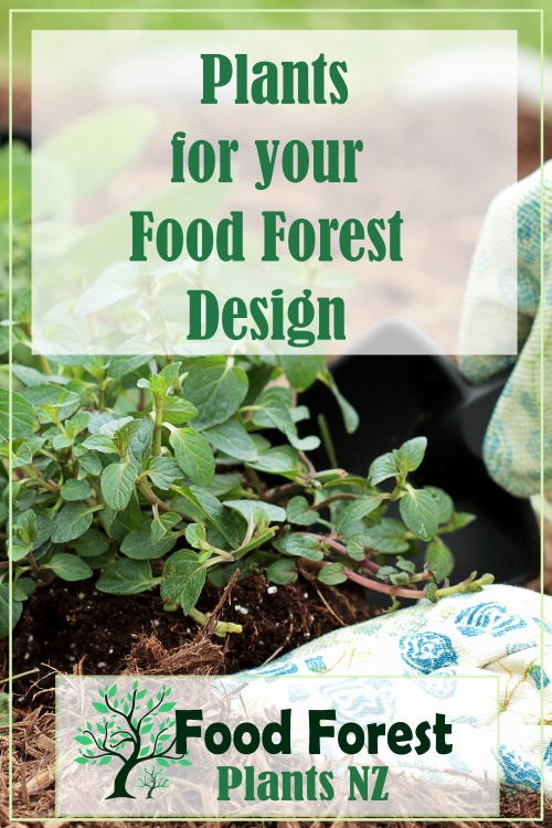 Plants for the 7 Layers of a Food Forest Garden