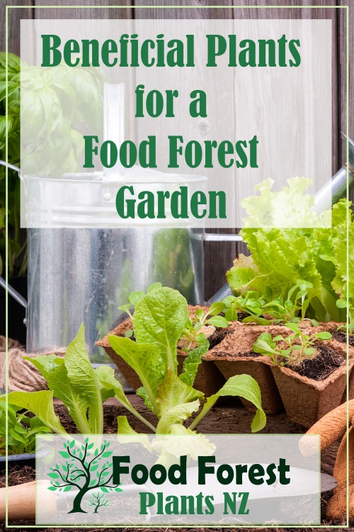 Beneficial Plants to grow in your food forest catered to New Zealand and other temperate climates