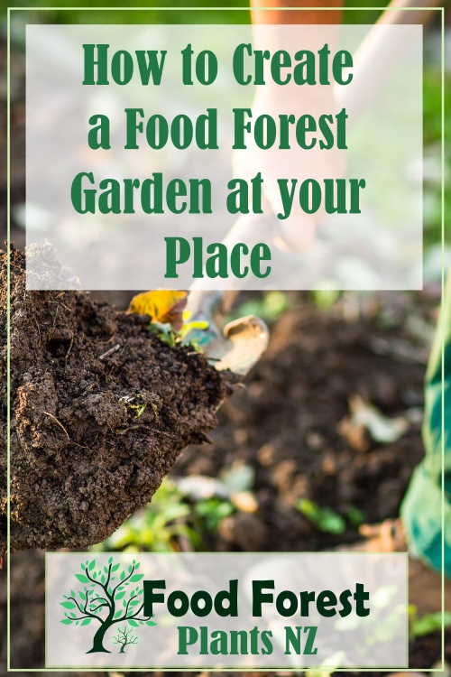 How to create a food forest garden in your backyard - food forest design ideas