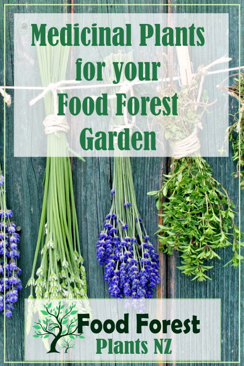 Medicinal Herbs plant list to grow in a food forest garden using permaculture principals
