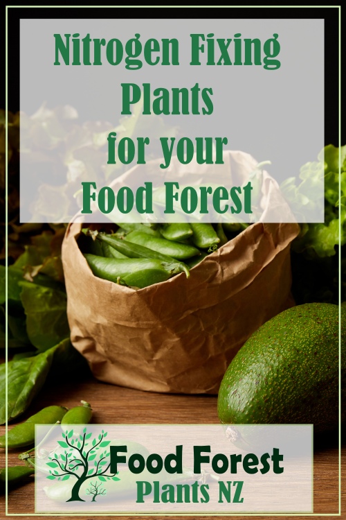 Nitrogen fixing plants pdf list for food forest