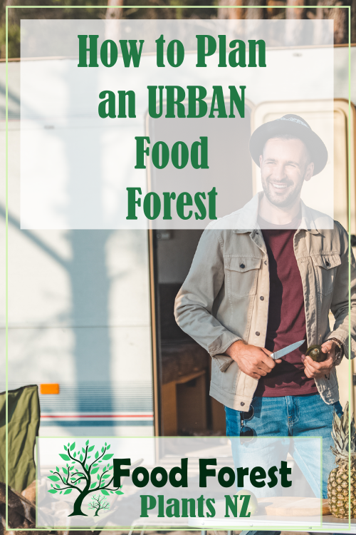 How to plan and plant an urban food forest in New Zealand.