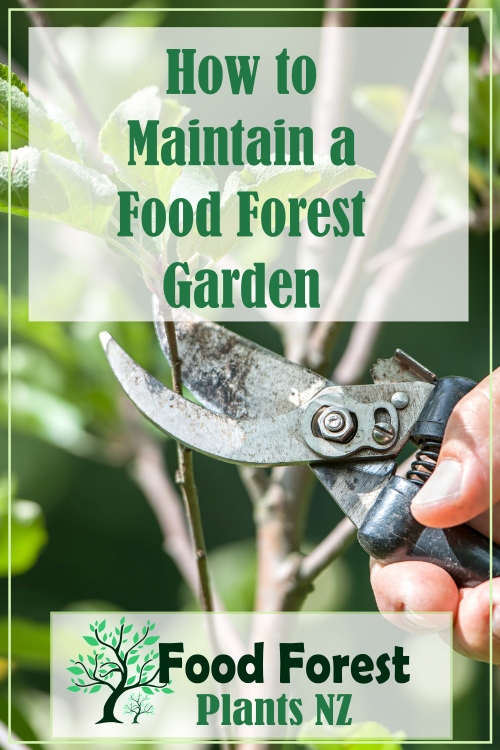 5 steps to maintaining a food forest garden to ensure it produces prolific harvests