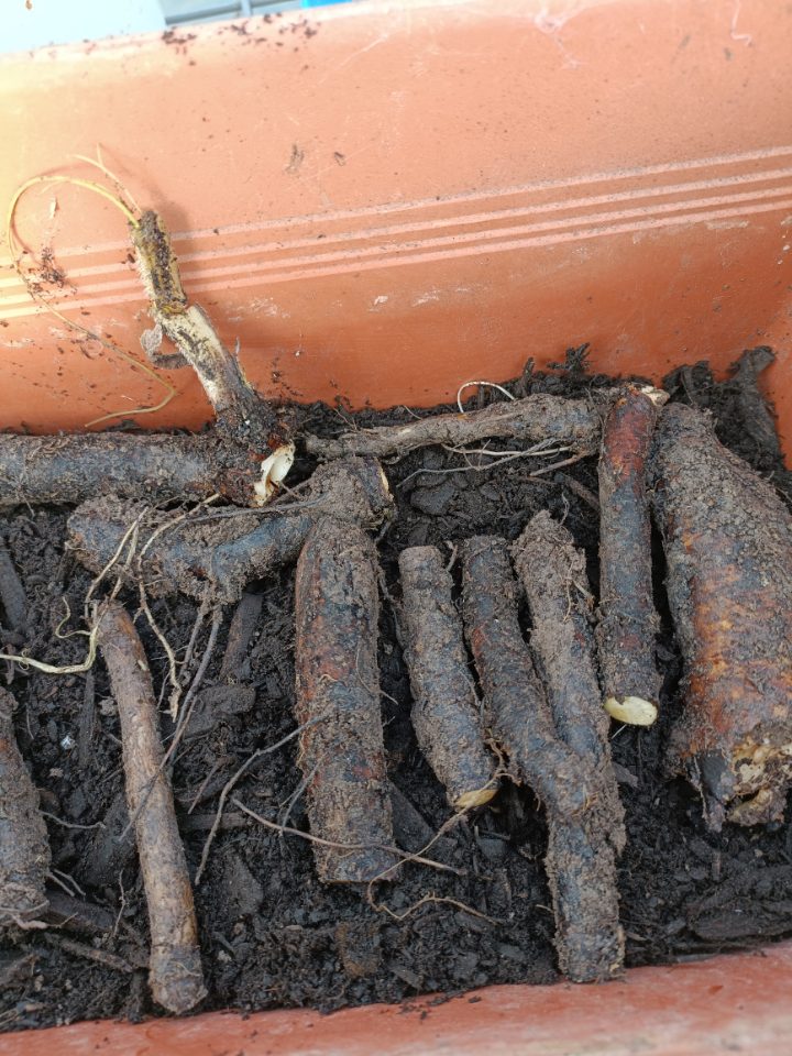 Bocking 14 Comfrey Root Cuttings - Image 2