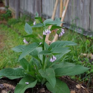 Bocking 14 Comfrey Root Cuttings