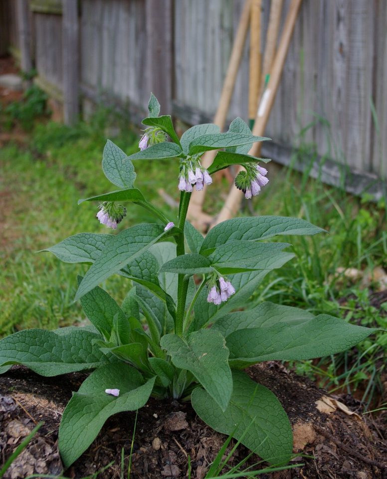 Bocking 14 Comfrey Root Cuttings