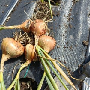 Potato Onion Bulbs (multiplying onions)