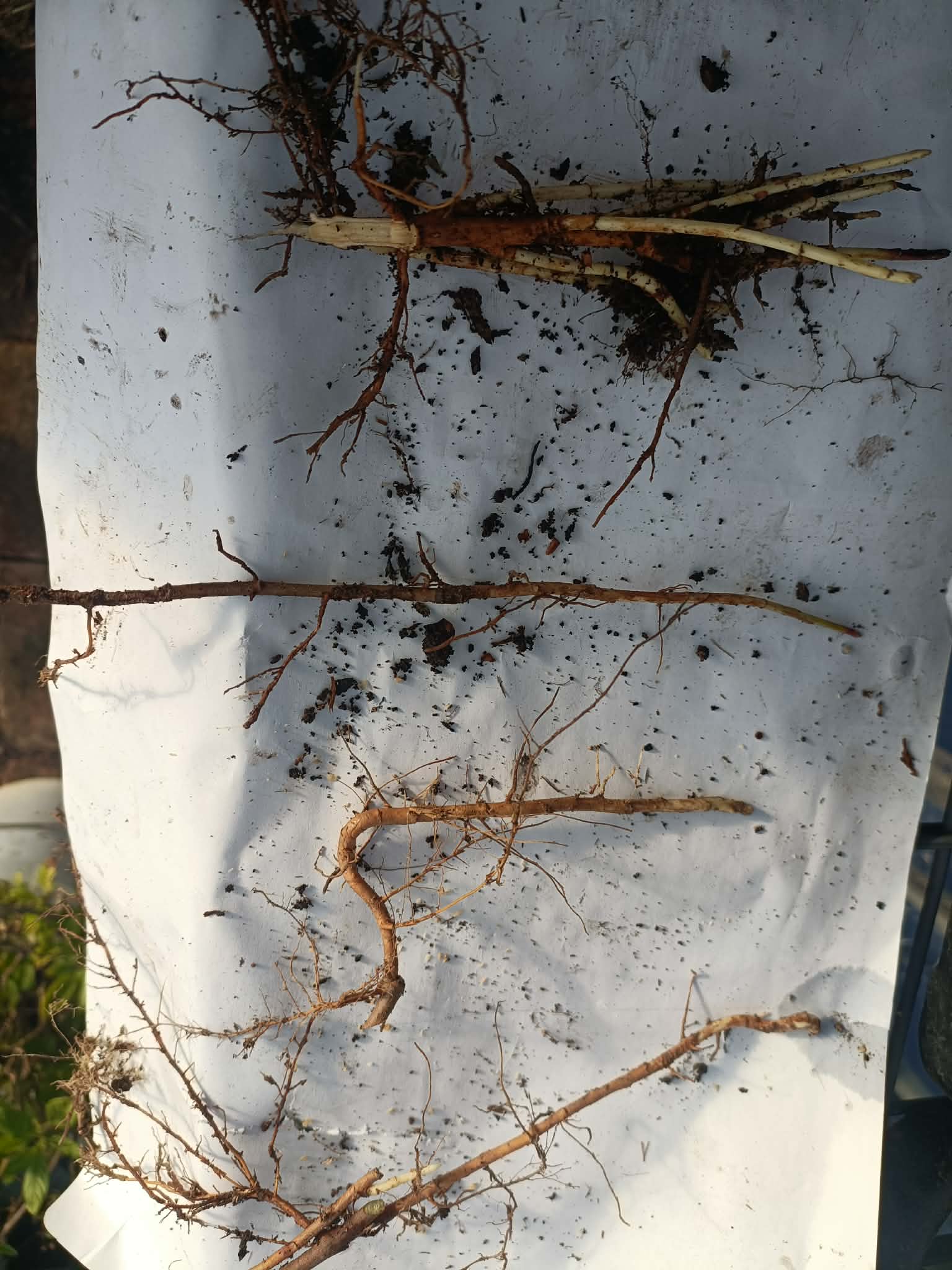 Aronia Berry Bare Rooted Crowns - Aronia melanocarpa (Black Chokeberry) - Image 2