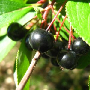 Aronia Berry Plant in 10cm Pot – Aronia melanocarpa (Black Chokeberry)