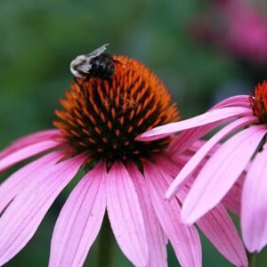 Purple Echinacea Crowns – Echinacea purpurea