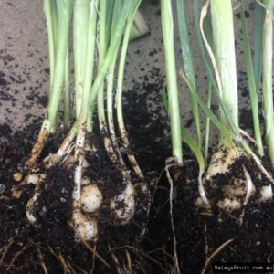 Perennial Leek/Multiplying Leek - Allium ampeloprasum