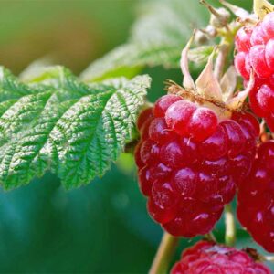 Heritage Raspberry – Everbearing 11cm pot