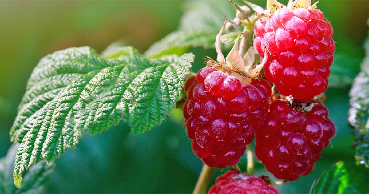 Heritage Raspberry – Everbearing 11cm pot