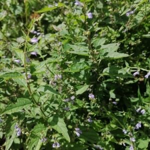 Skullcap Root cuttings - Scutellaria lateriflora