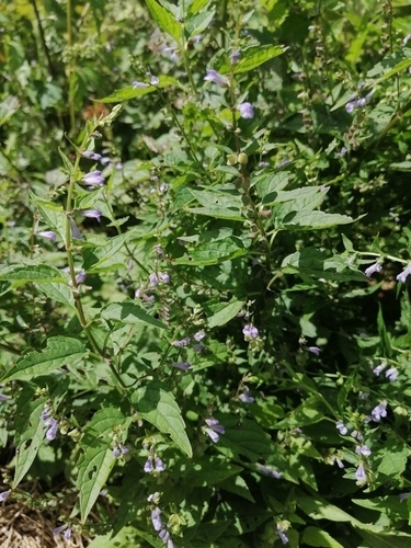 Skullcap Root cuttings - Scutellaria lateriflora