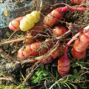 NZ Yams (Oca) Tubers – Oxalis tuberosa