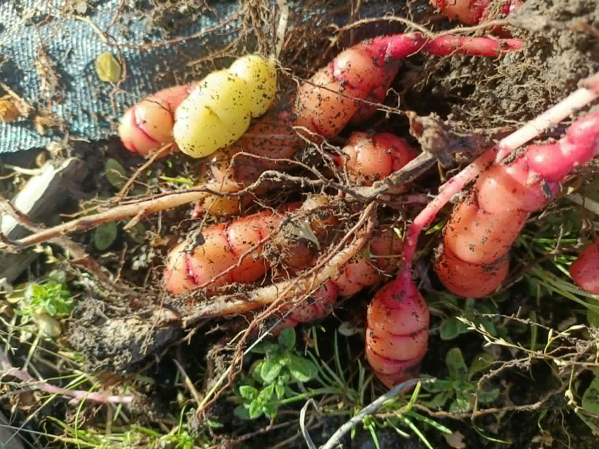 NZ Yams (Oca) Tubers – Oxalis tuberosa
