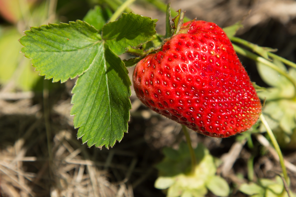 Camrosa Strawberry Crowns - Bare Rooted Young Plants - Image 3