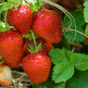 Camrosa Strawberry Crowns - Bare Rooted Young Plants