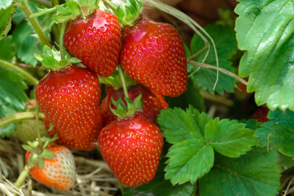 Camrosa Strawberry Crowns - Bare Rooted Young Plants
