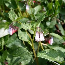 Evergreen Comfrey crowns - Symphytum grandiflorum