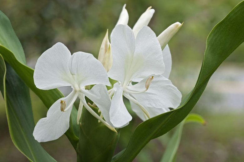 White Ginger Plant - Hedychium coronarium