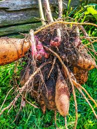 Yacon Crown - Smallanthus sonchifolius