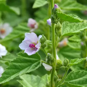 Marshmallow crown - Althaea officinalis