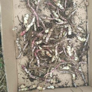 Mashua Tubers – Tropaeolum tuberosum (Anu)