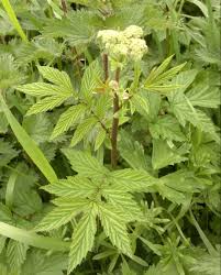 Meadowsweet crown - Filipendula ulmaria