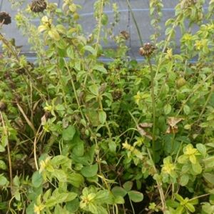 Pennyroyal Crowns – Mentha pulegium