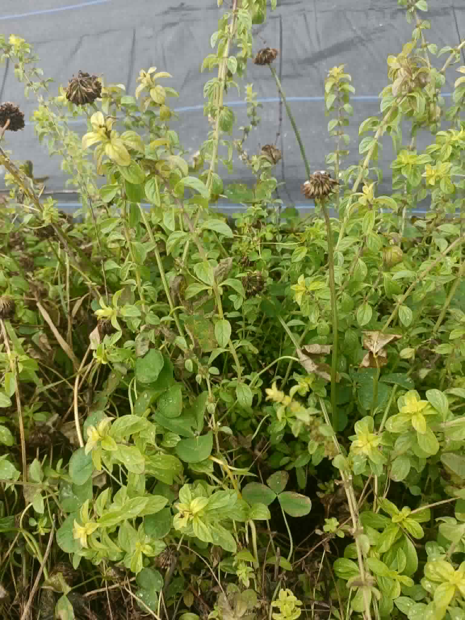 Pennyroyal Crowns – Mentha pulegium