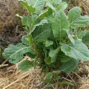 Daubenton Perennial Kale Cuttings