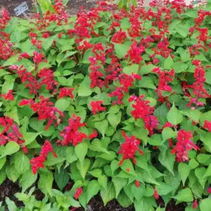 Pineapple Sage Crowns – Salvia elegans