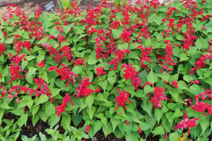 Pineapple Sage Crowns – Salvia elegans