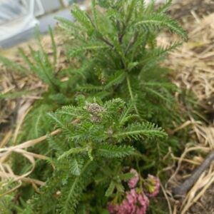 Pink Yarrow Crown - Achillea millefolium 'Rosea'