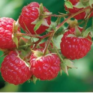 Waiau Raspberry – 11cm pot