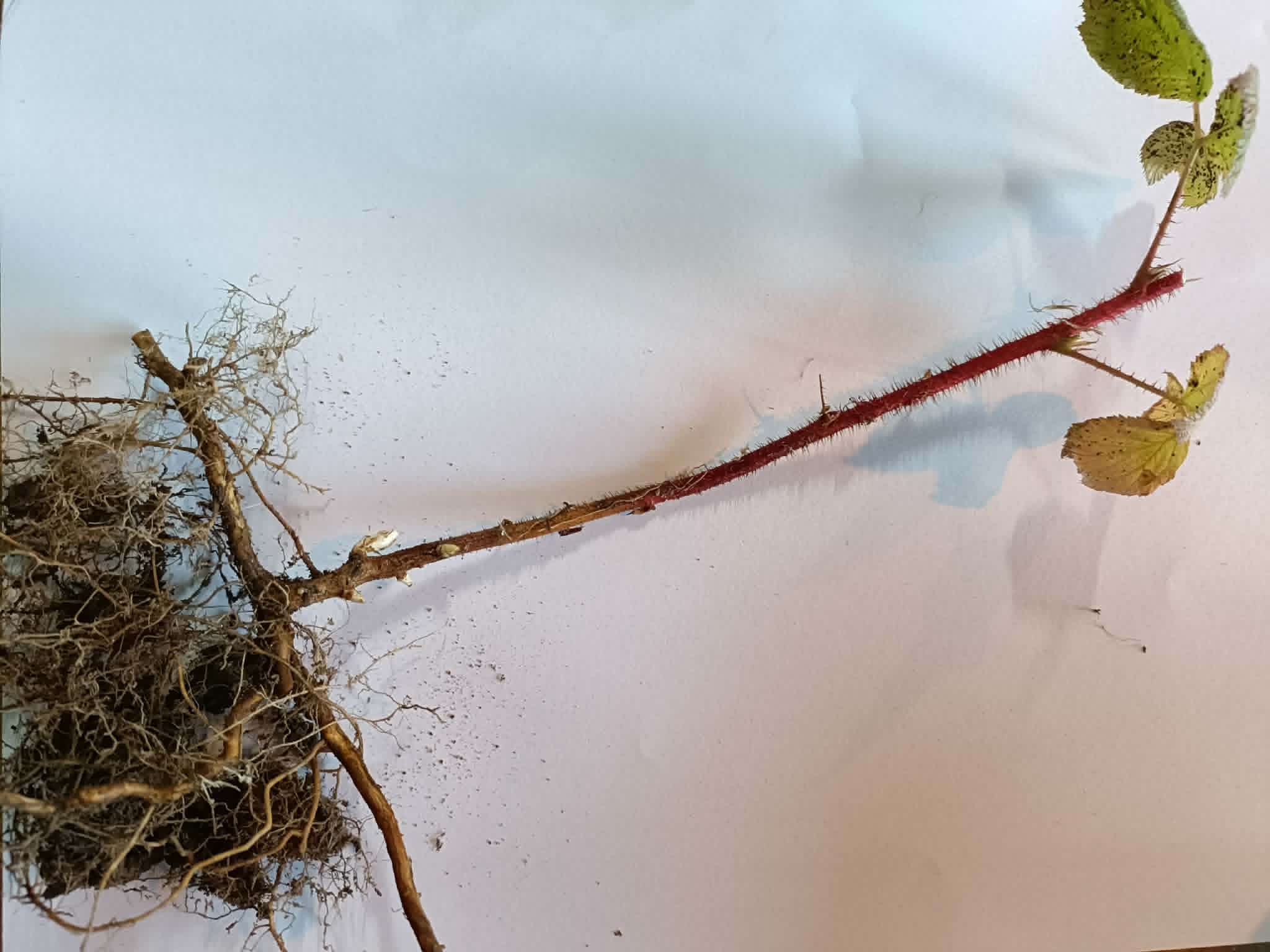 Heritage Raspberry – Everbearing Bare-Rooted - Image 2