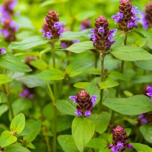 Selfheal Crowns - Prunella vulgaris