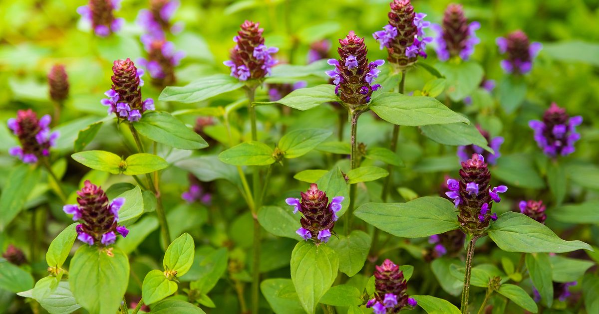 Selfheal Crowns - Prunella vulgaris