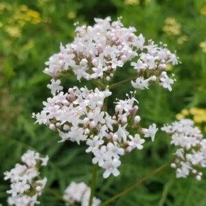 Valerian Crowns - Valeriana officinalis