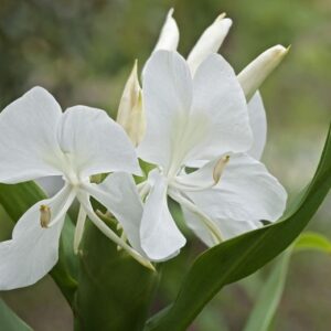 White Ginger Lily Crowns / Rhizomes – Hedychium coronarium