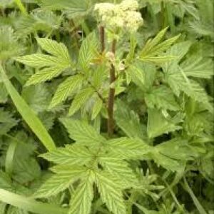 Meadowsweet crown - Filipendula ulmaria
