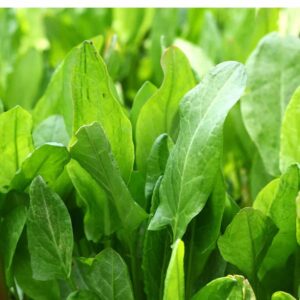 Lemon Sorrel Crowns – Rumex acetosa