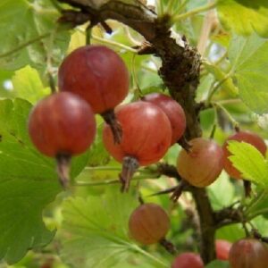 Worcesterberry (Woosterberry) – 11cm Pot