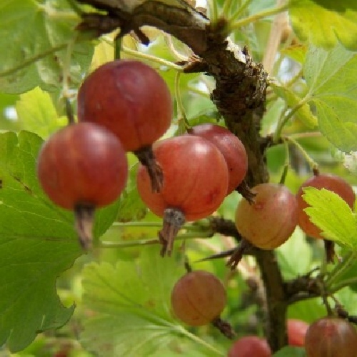 Worcesterberry (Woosterberry) – Bare-Rooted