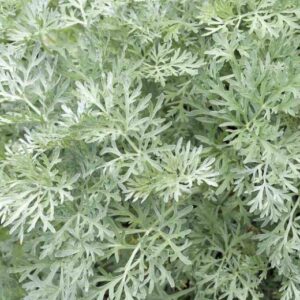 Wormwood Crowns - Artemisia absinthium