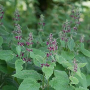 Woundwort crowns - Stachys sylvatica