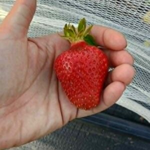 Strawberry 'Kiwi Giant' Bare Root Crowns