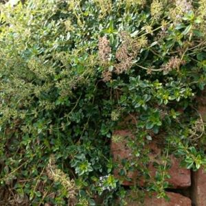 Thyme Bare Rooted Divisions – Thymus vulgaris